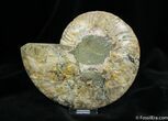 Beautiful Inch Cleoniceras Ammonite (half) #773-1